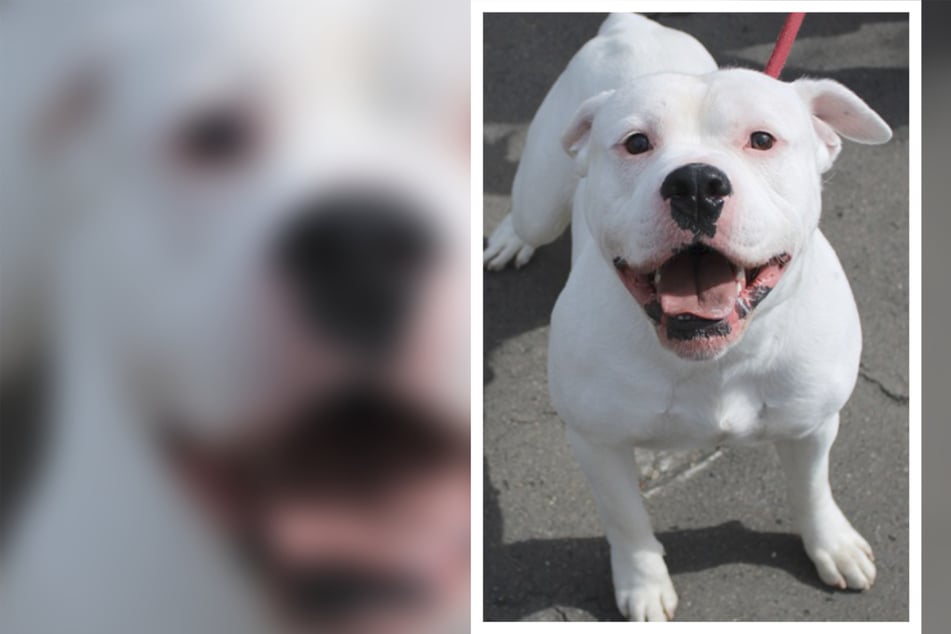 Junger Dogo Argentino mit trauriger Vergangenheit: Wird für Ghost endlich alles gut?