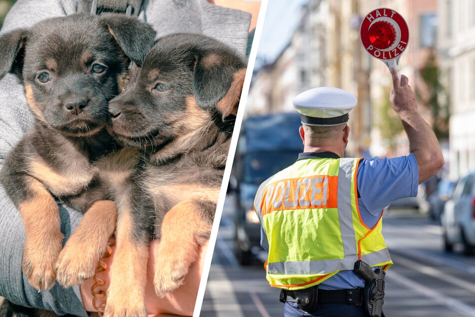 Verwahrloste Hundewelpen in Transporter gefunden
