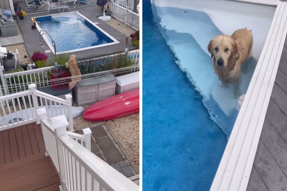 This golden retriever broke into his neighbor's pool and refused to get out.