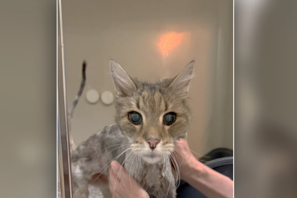 Dieser putzige Kater hat eine ziemlich dramatische Vergangenheit hinter sich.