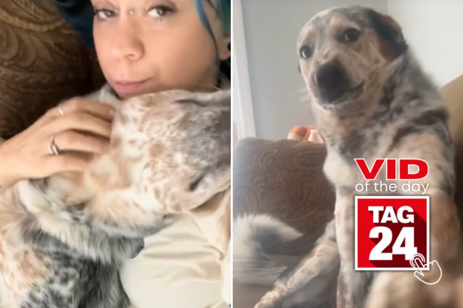 viral videos: Viral Video of the Day for July 23, 2024: Pup snarls after mom says "I don't wanna pet you"