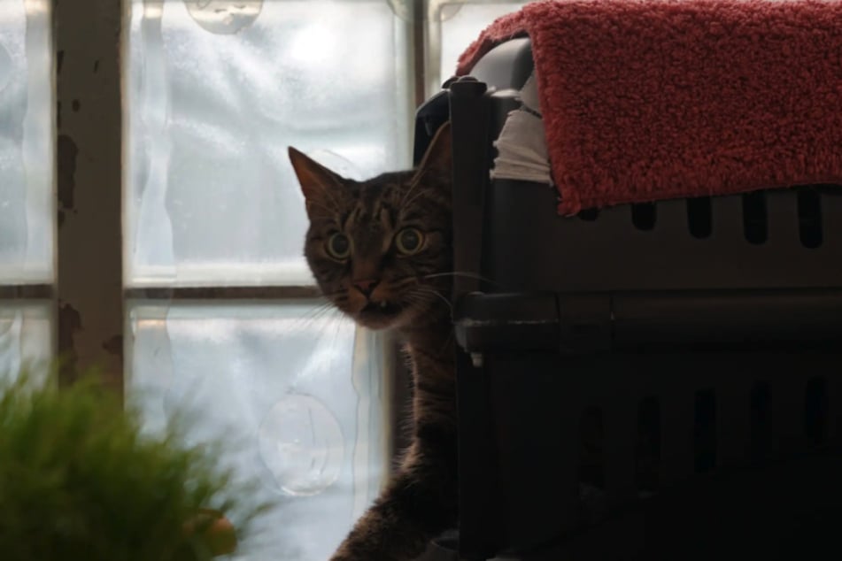 In seinem neuen Heim sucht der Kater vor allem Ruhe.