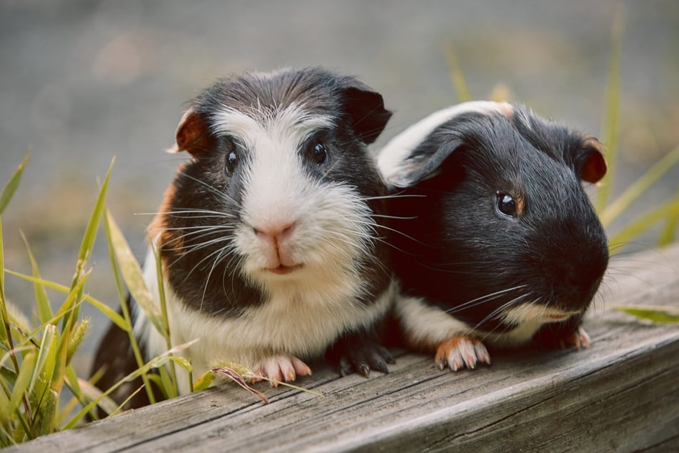 Meerschweinchen sind generell sehr lebhaft.