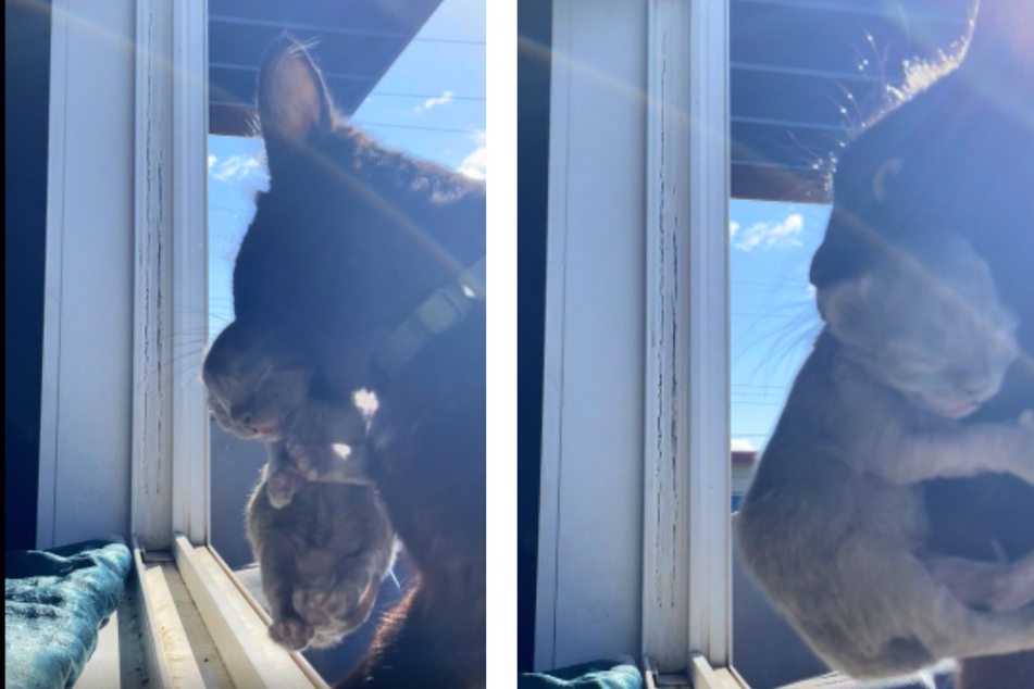 Nacheinander trägt die Katze ihre vier Babys durchs Fenster in die Wohnung.