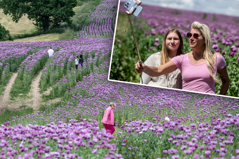 Foto-Hype nervt Sachsens Bauern: Selfie-Touristen zertrampeln lila Mohnfelder