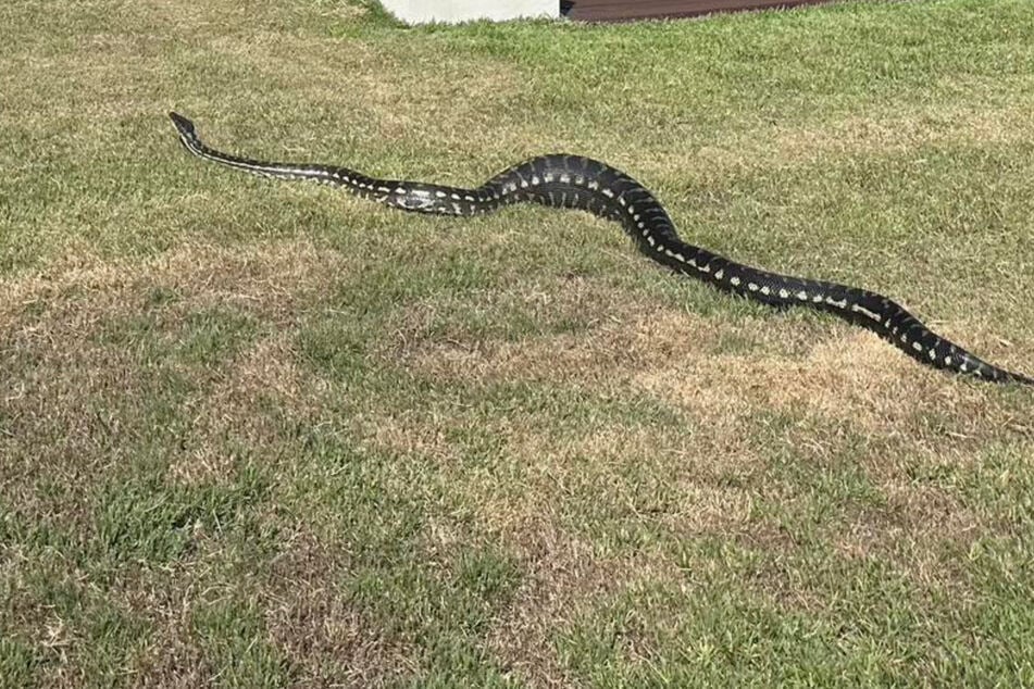 Giant python sneaks a snack in grisly scene Down Under