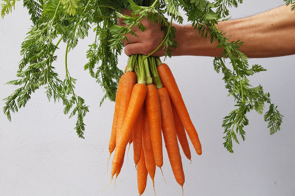 Der Freistaat konnte zuletzt nur etwa 8 Prozent des Gemüse-Verbrauchs selbst produzieren.