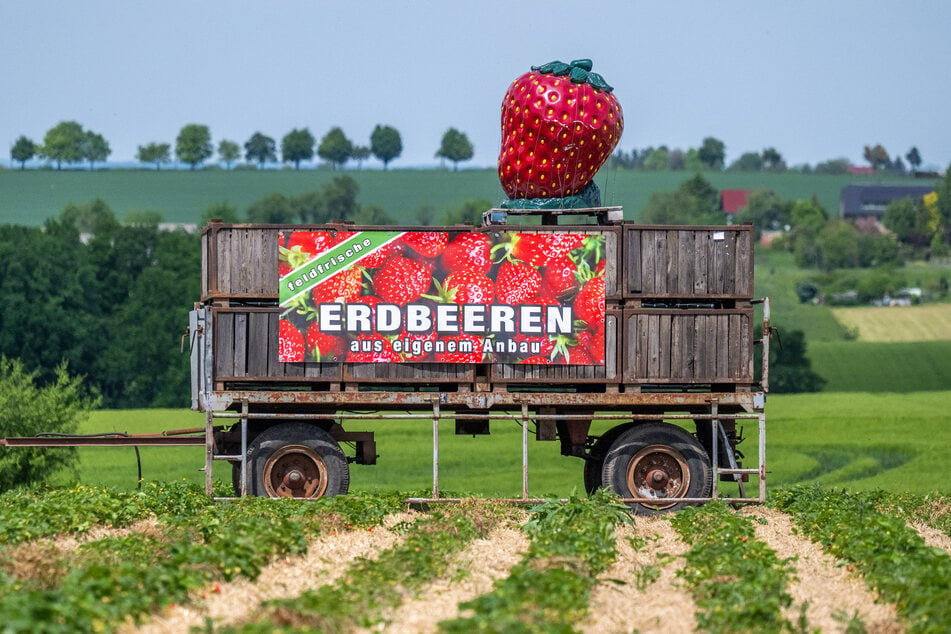 Auf dem Spernsdorfer Feld hat bereits die Ernte begonnen.