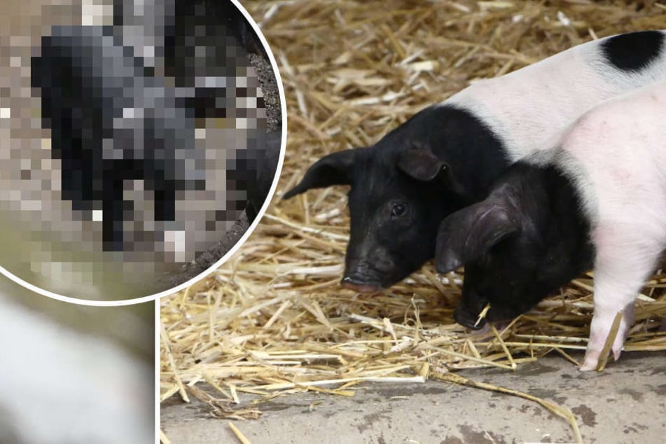Junge Schweinchen mischen Kölner Zoo auf: Einige der Ferkel sind etwas Besonderes!