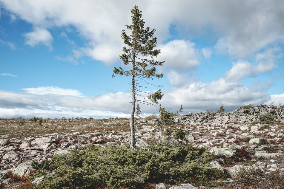 Man sieht es ihm nicht an: Old Tjikko gilt als ältester Baum der Welt.