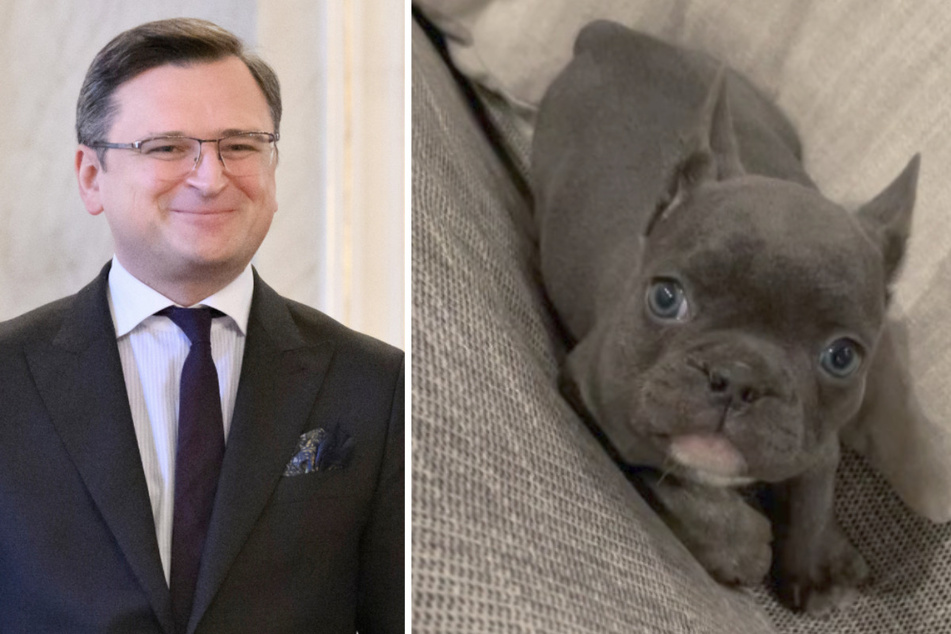 Welpe im Kriegsgebiet gerettet! Minister adoptiert Hund aus der Ukraine