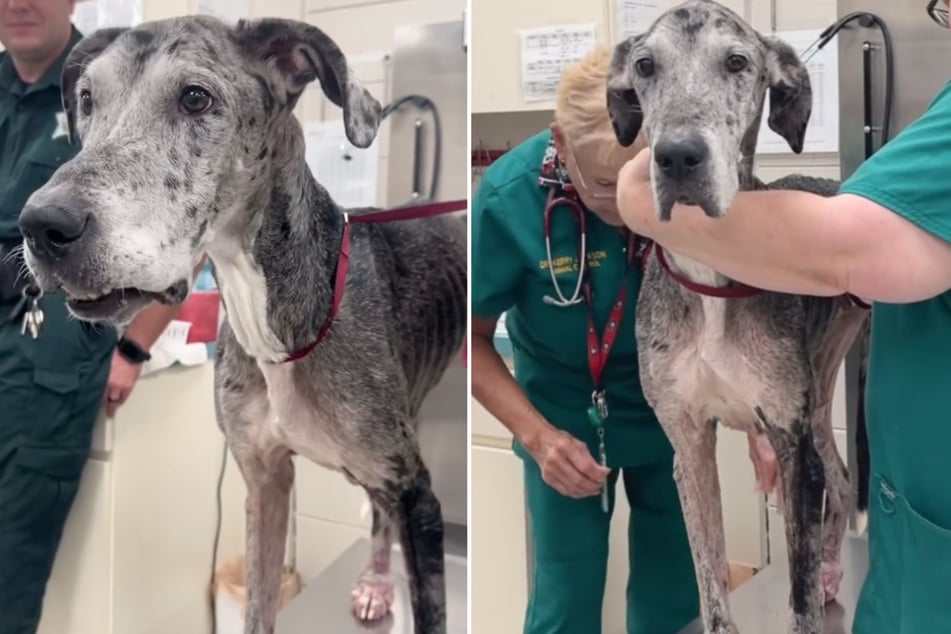 Tierärzte versuchen, die Deutsche Dogge nun wieder aufzupäppeln.