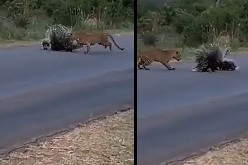 Leopard vs. Stachelschwein: Ein Video zeigt, wie die Eltern ihre Babys gegen die Raubkatze mutig schützen.