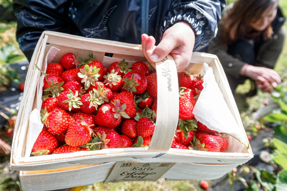 Erdbeer-Selbstpflücker dürfen jetzt endlich auf die Felder