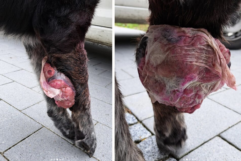 Der riesige Tumor am Bein des Hundes wurde teils nur mit Mullbinden abgedeckt.