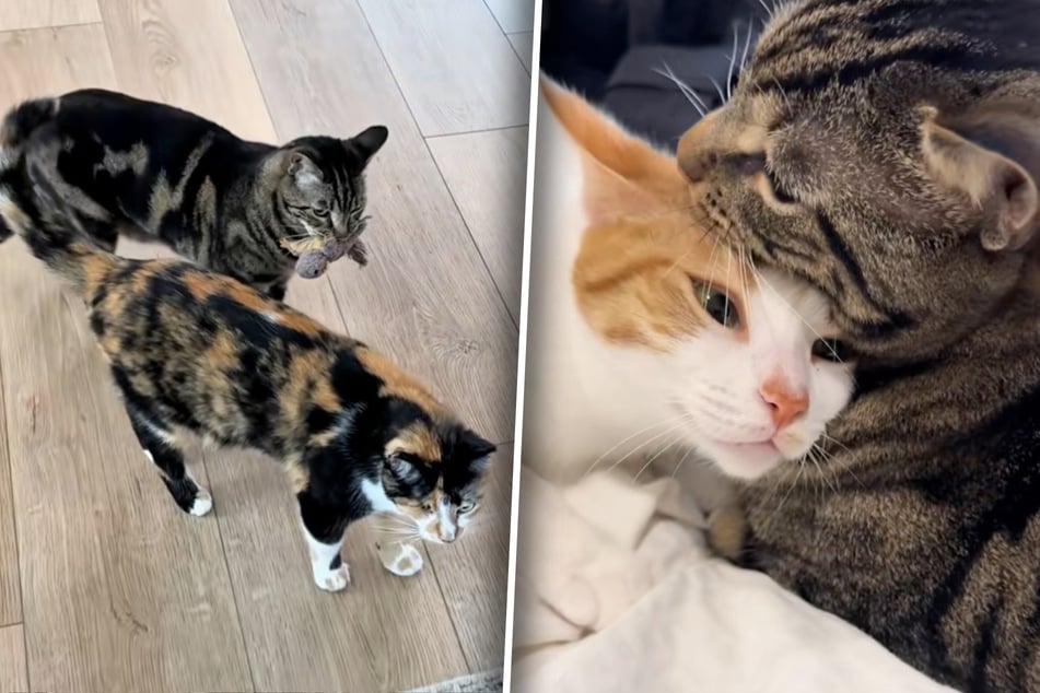 Kater geht fremd: Was er später tut, um alte Liebe zurückzuerobern, lässt Frauchen nicht kalt