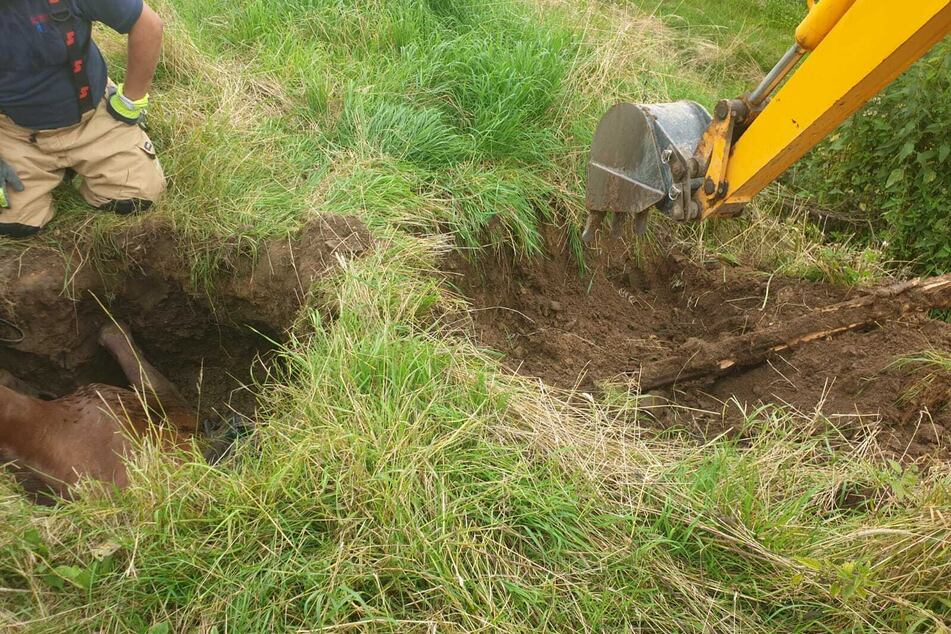 Ein ausgeliehener Bagger vergrößerte das Loch, sodass das Pferd mithilfe der Anwesenden herausgezogen werden konnte.