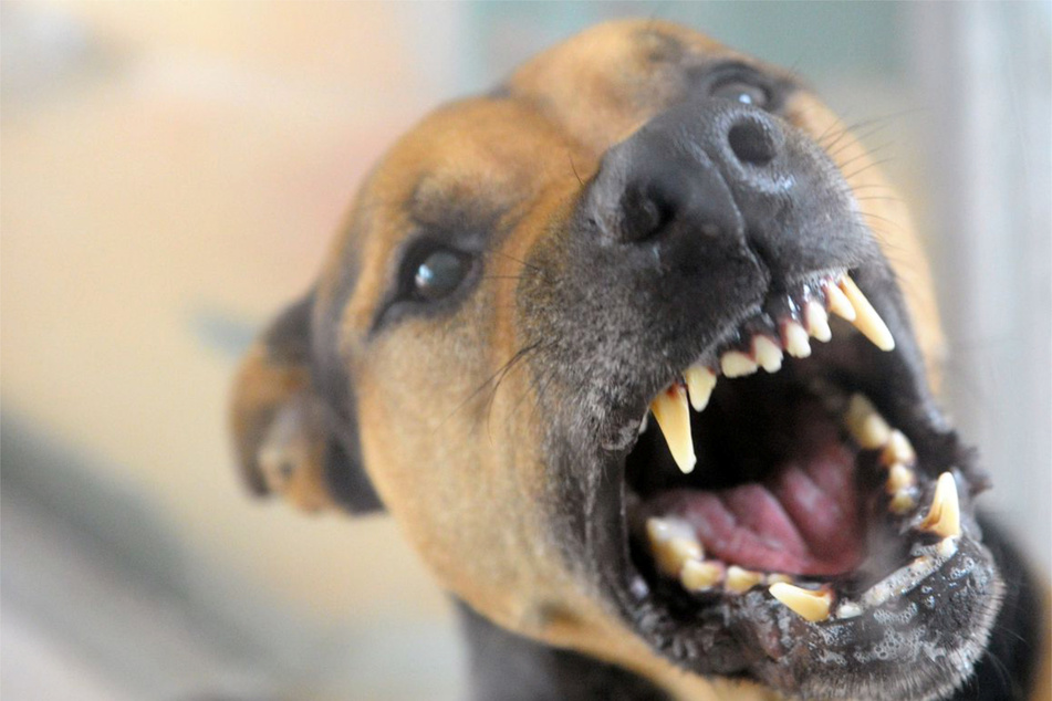Stuttgart: Hund beißt Neunjährigen in Stuttgart: Tierschützer stellen wichtige Forderung