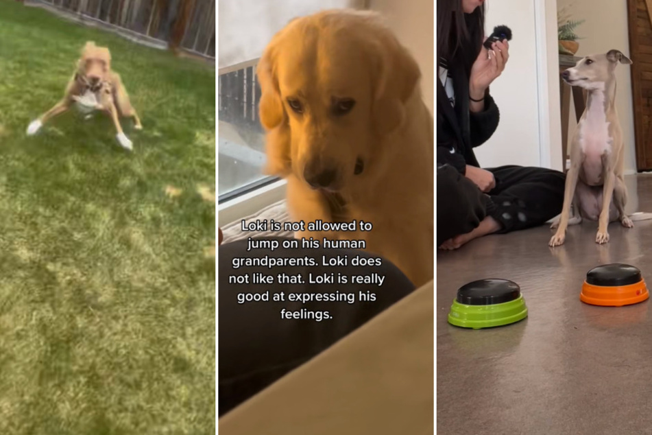 We've rounded up some of the most expressive and talented dogs on TikTok this week.