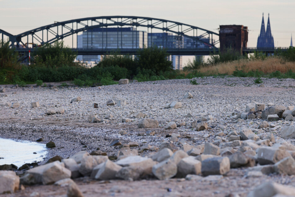 Auch der Rhein in Köln ist von der enormen Trockenheit betroffen und wird immer flacher.