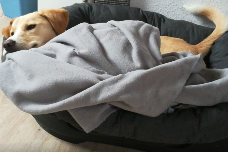 Der Welpe wurde unter schrecklichen Bedingungen gehalten.