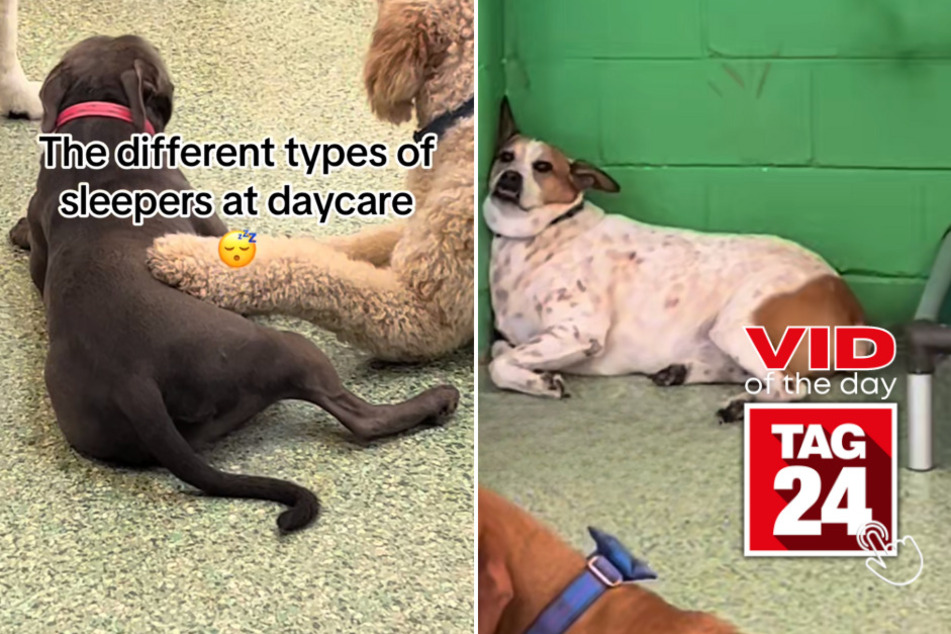 viral videos: Viral Video of the Day for June 23, 2023: Let sleeping dogs lie