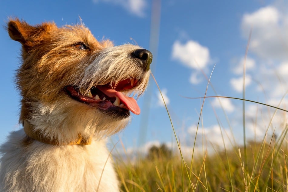 Bracken sind Familienhunde, die aber viel Auslauf und Beschäftigung brauchen.