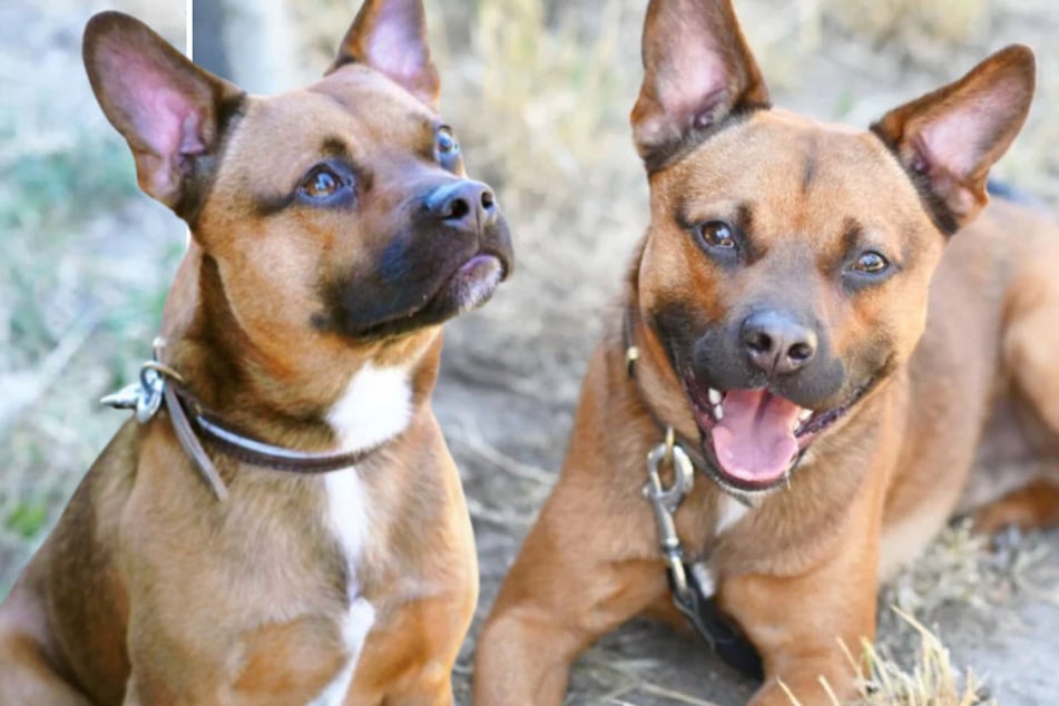 Pacco, un perro con un problema, es el resultado de la unión entre un bulldog francés y un pastor australiano.