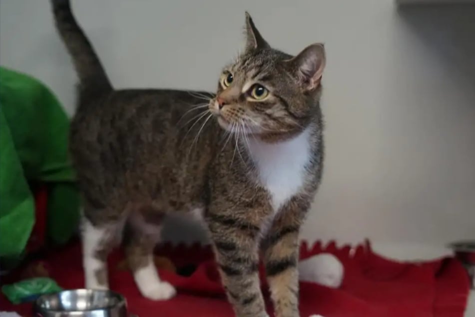 Max ist ein selbstbewusster Kater, der selbst entscheidet, was er möchte.