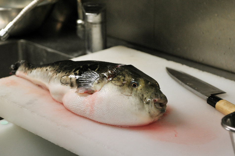Wer einen Kugelfisch zubereitet, sollte besser wissen, was er tut. (Symbolbild)