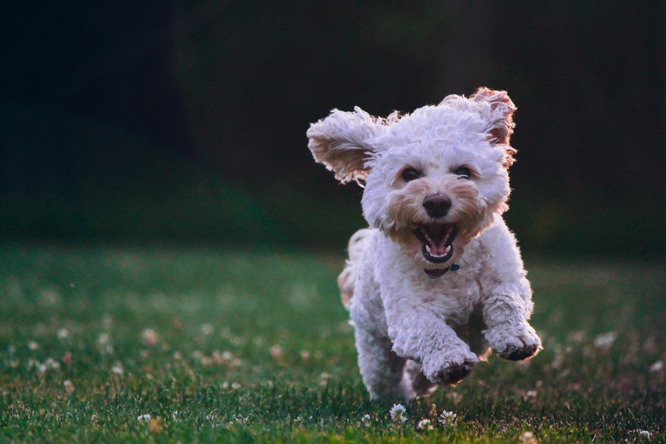 A well nail-trimmed dog is a happy one.