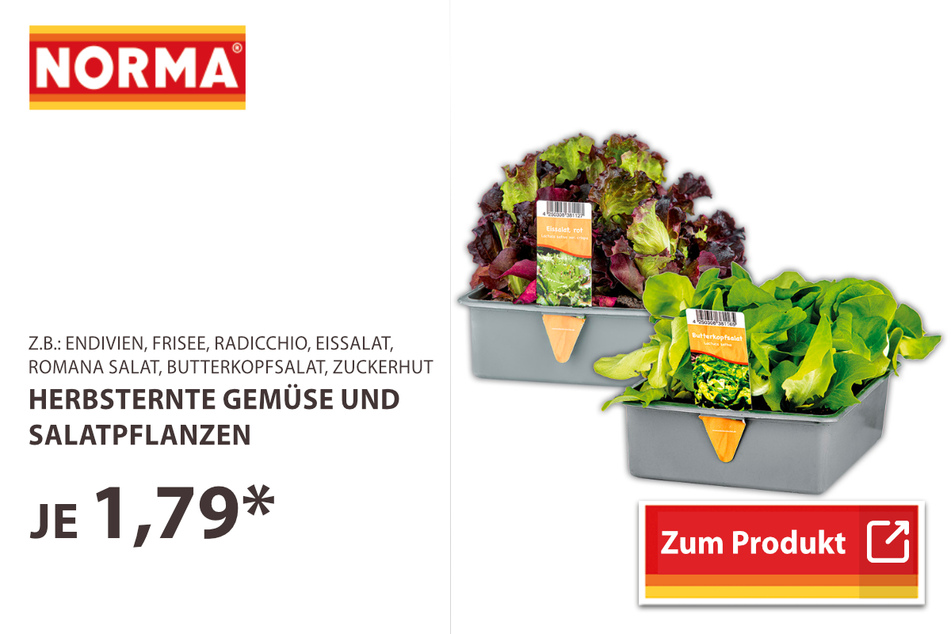 Herbsternte Gemüse und Salatpflanzen