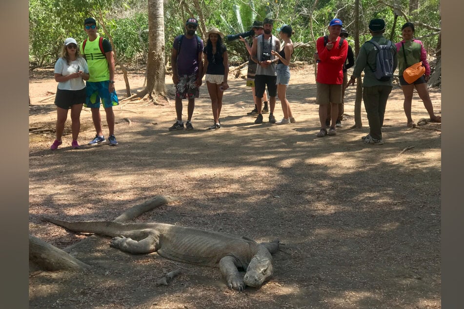 Touristen betrachten aus gebührender Entfernung einen Komodowaran.