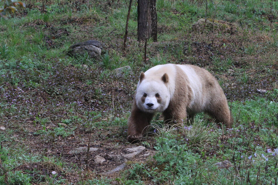 Qizai ist der einzige derzeit in Gefangenschaft lebende Große Panda mit braun-weißer statt mit schwarz-weißer Färbung.