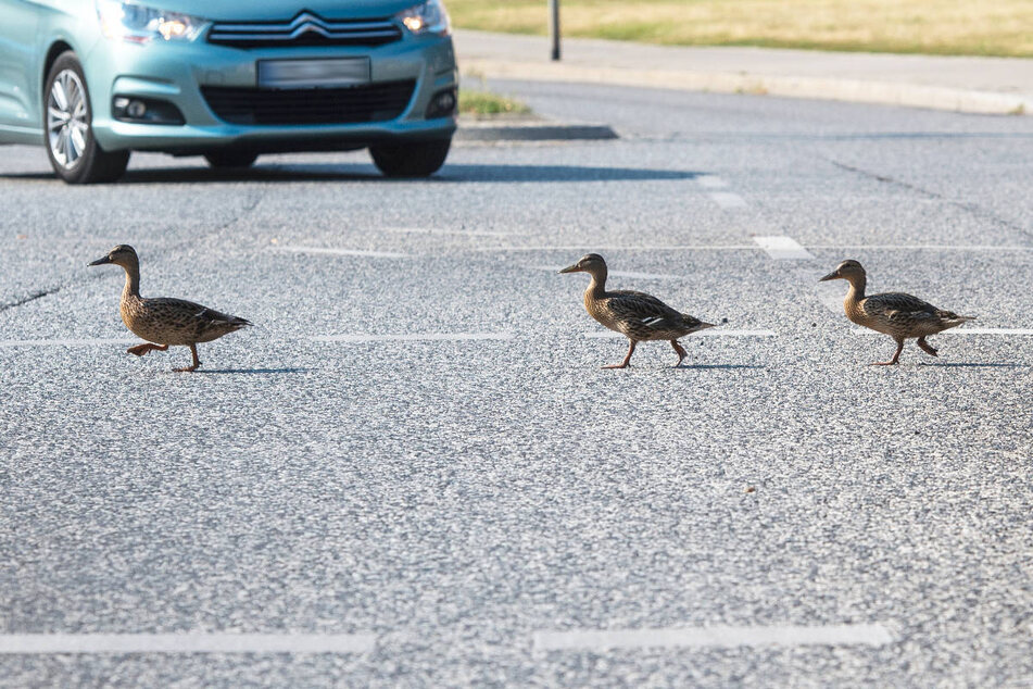 Die Enten sollen bei ihrem Spaziergang entlang der B101 plötzlich auf die Straße gewatschelt sein. (Symbolfoto)
