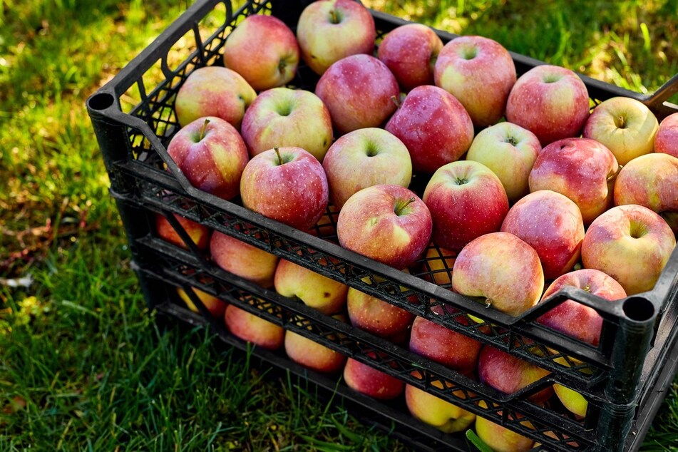 Äpfel lassen sich super in Obststiegen lagern.
