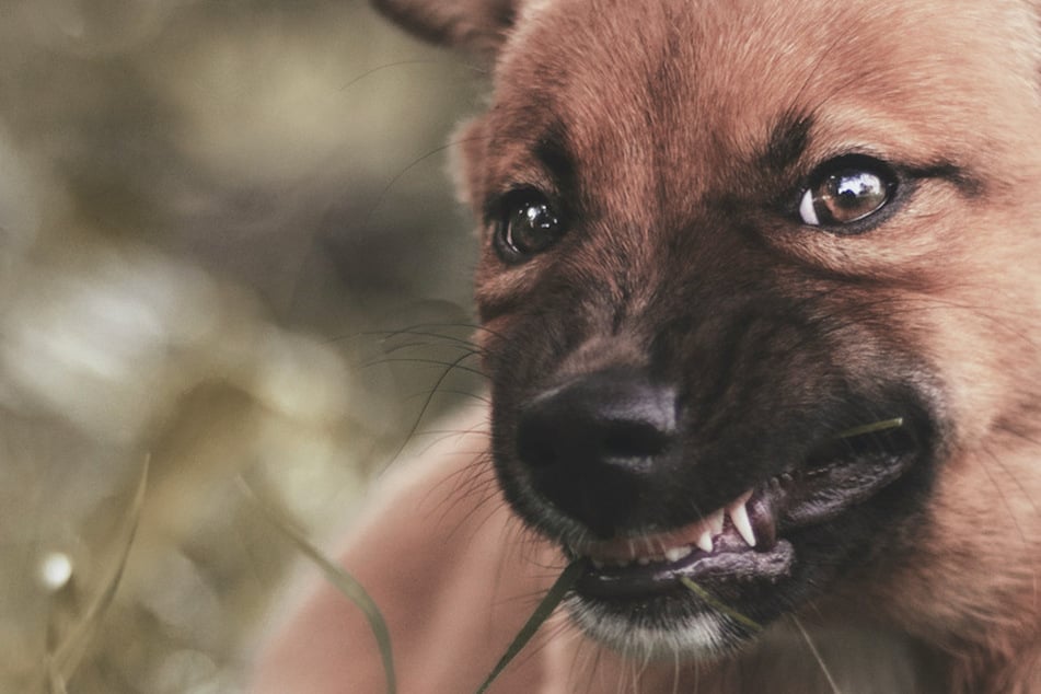 Puppy teething: When, why, and what to do