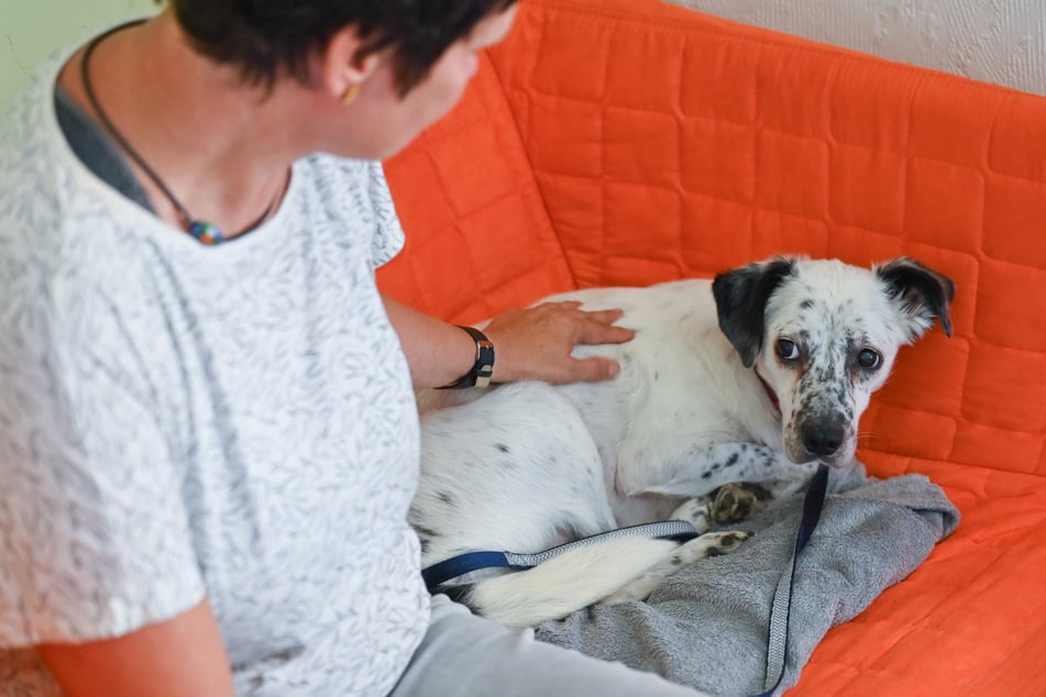 Der Krach beginnt oftmals schon weit vor Silvester und strapaziert die tierischen Nerven.