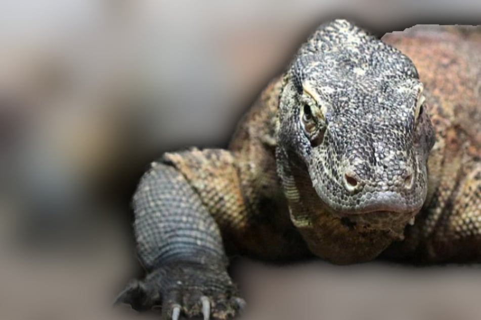 Leckerbissen für imposanten Zoo-Bewohner: "Erstes Mal, dass er größeres Ganzkörper-Tier kriegt"