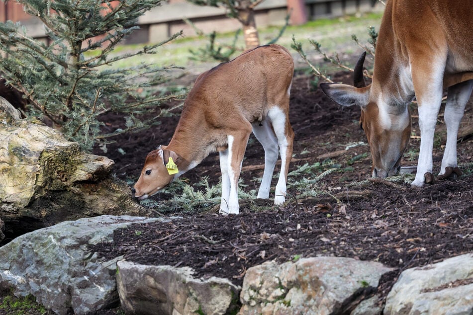 Die beiden Banteng-Kälbchen sind für die Zoo-Gäste gut sichtbar im Außenbereich der Anlage unterwegs.