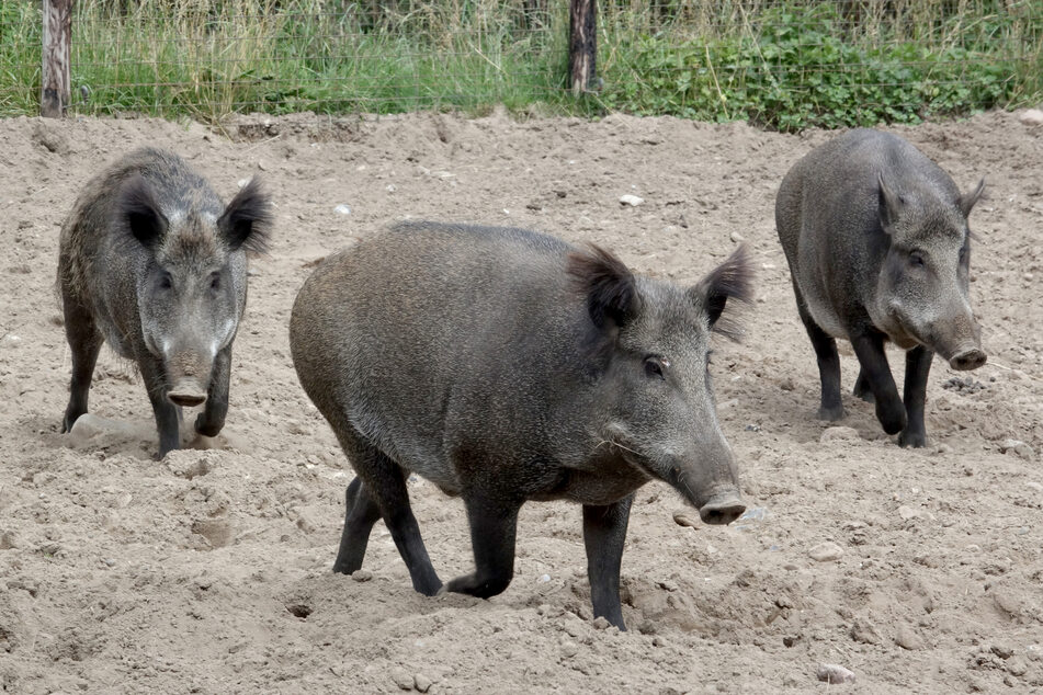 Auch Wildschweine sind vor der Afrikanischen Schweinepest nicht sicher.