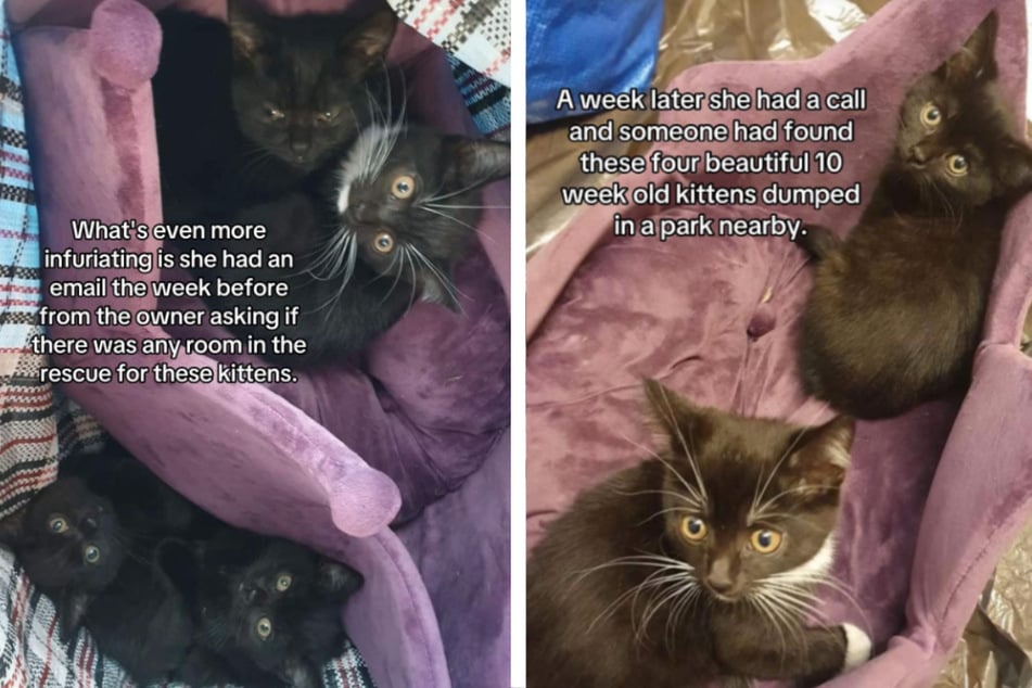 Kitty Kat Rescue shared the heartbreaking tale on TikTok with pictures taken by a woman who discovered the bag of cats by chance.