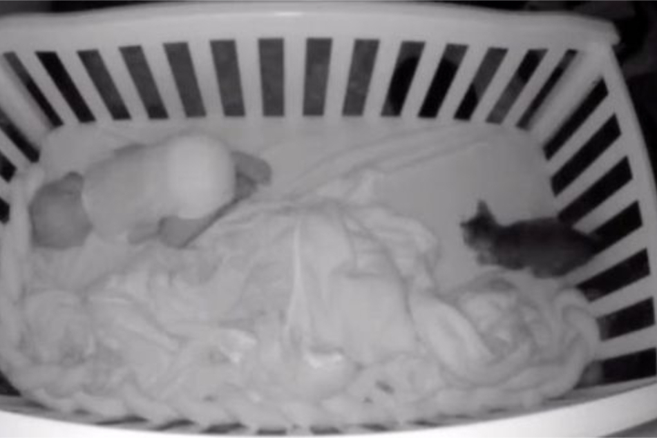 This curious kitten creeps into the baby's bed at night.