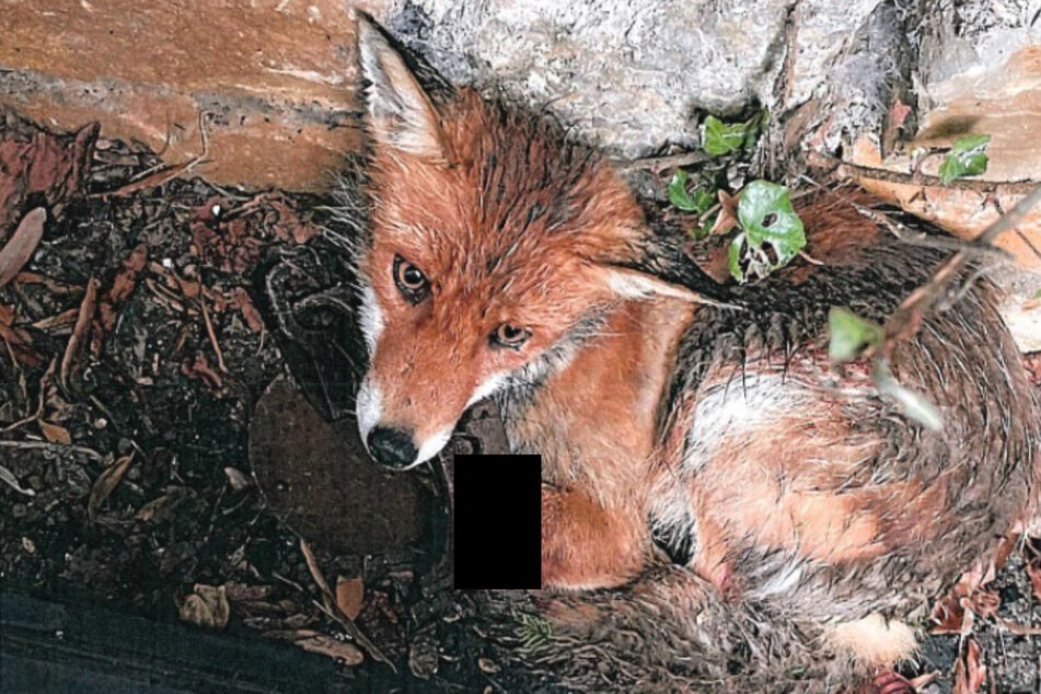 Vorderlauf durch Schlagfalle abgetrennt: Fuchs muss von seinem Leiden erlöst werden