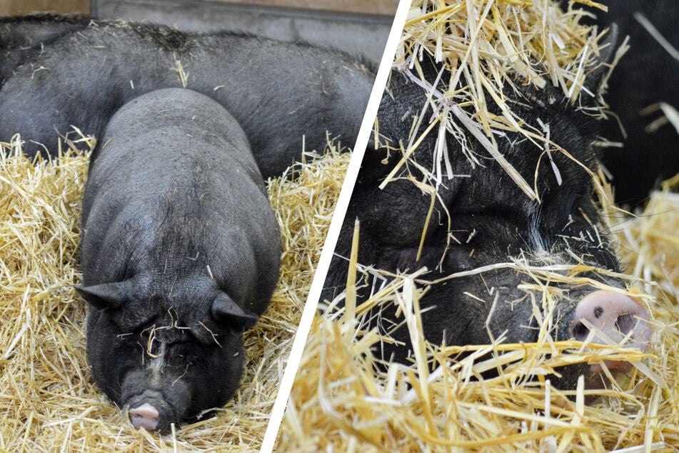 Asiatischer Bauernhof in der Wilhelma wächst: Hängebauch-Schweine ziehen ein