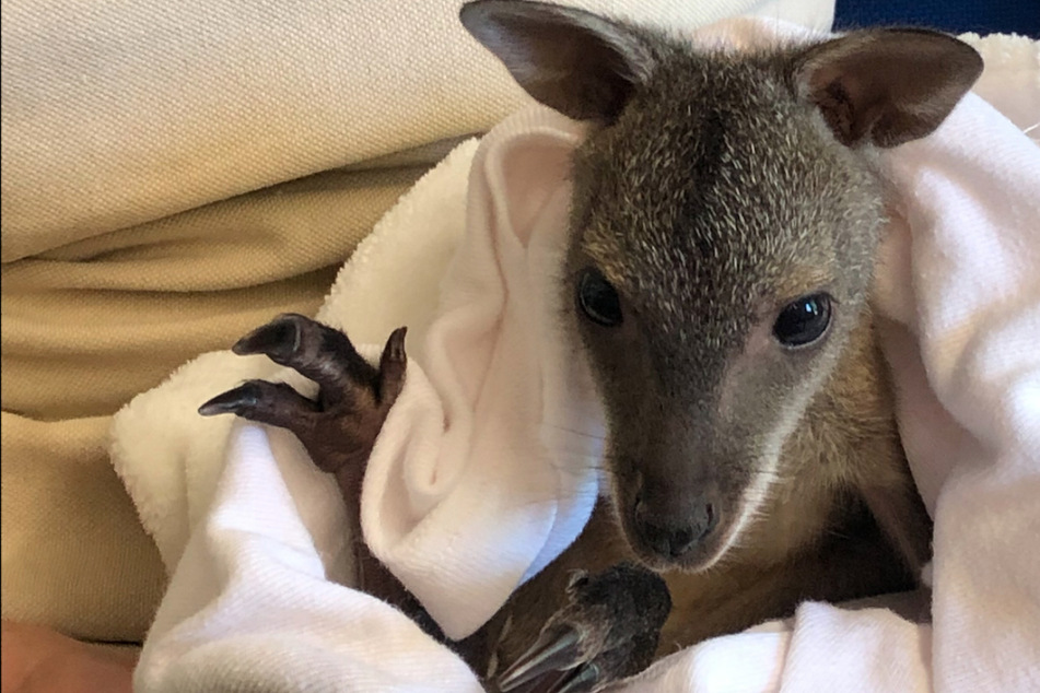 Känguru-Baby muss nach Tod seiner Mutter mit der Flasche aufgezogen werden