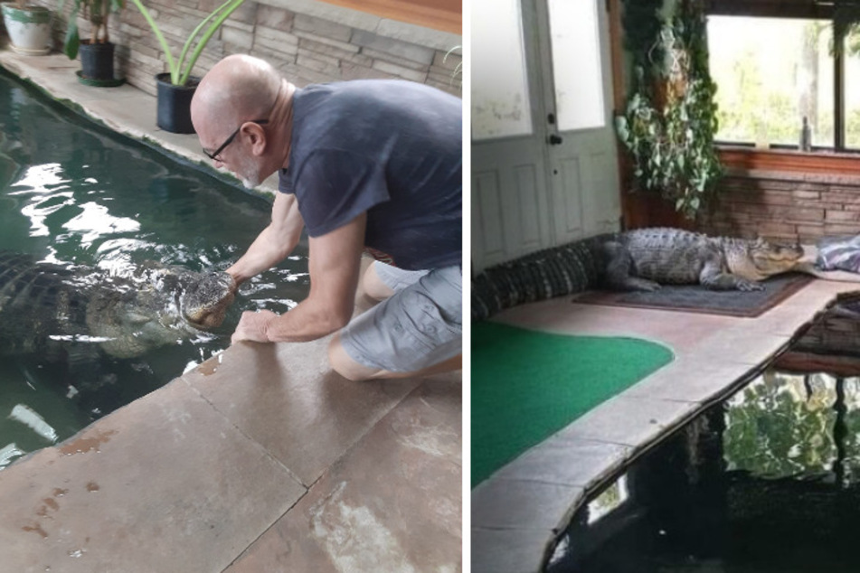 Mann hält sich Alligator im Swimming-Pool: Tausende verlangen sofortige Rückgabe