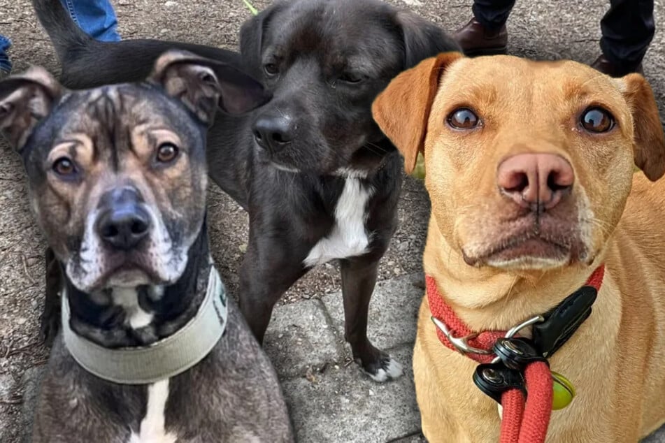 Esperan un milagro navideño: estos perros llevan años en el refugio.