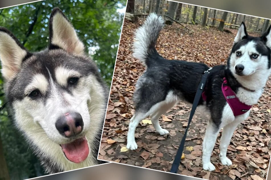 Boomer (l.) y Yuki quieren que sus paseos por el bosque no terminen siempre en el refugio de animales.
