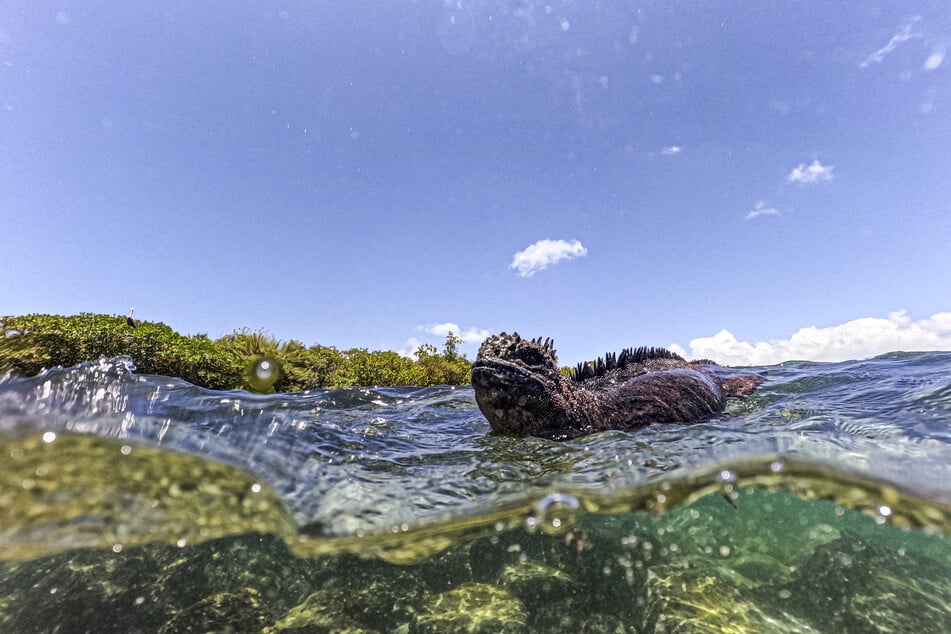 A marine iguana (Amblyrhynchus cristatus) is seen in Tortuga Bay at Santa Cruz Island, part of the Galapagos archipelago in Ecuador.